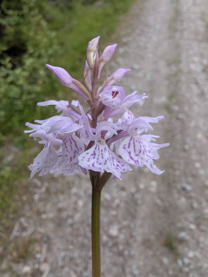 https://unnizone.no/public/2026/Juli/1/1._Orkide_i_naturen.jpg