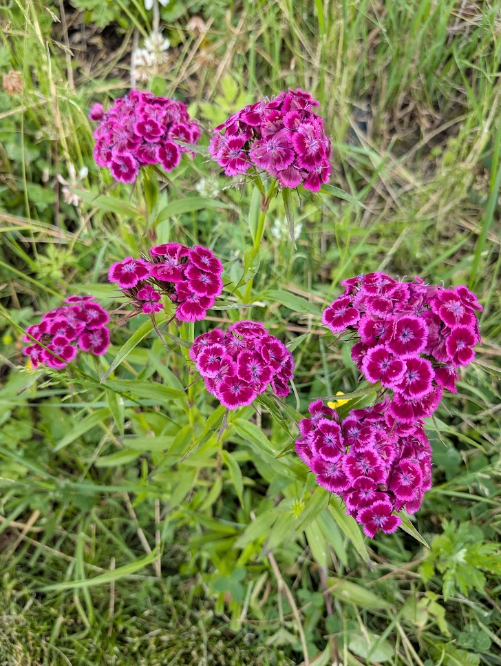 https://unnizone.no/public/2026/Juli/3/2._Knallrosa_blomst.jpg