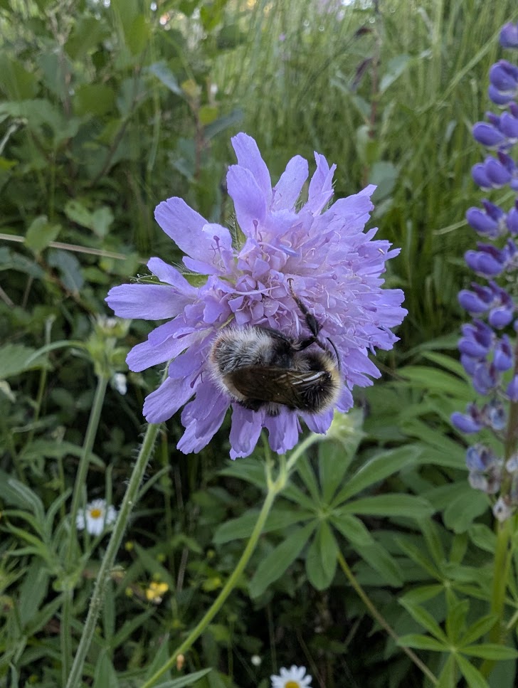https://unnizone.no/public/2026/Juli/9/1._Lilla_blomst.jpg